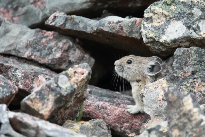 Framed Print : Pika. Closeup of a Pika on a rock slide in Yellowstone National Park Framed Print : Pika. Closeup of a Pika on a rock slide in Yellowstone National Park