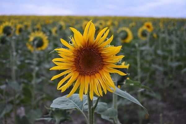 Closeup of a single sunflower in a sunflower field, England