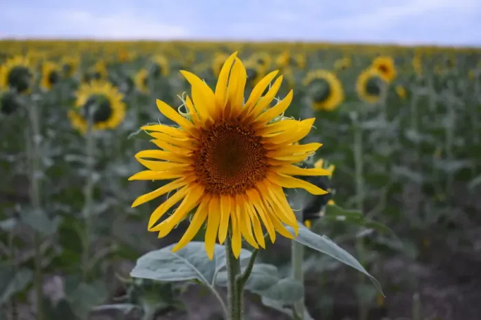 Framed Print : Closeup of a single sunflower in a sunflower field, England Framed Print : Closeup of a single sunflower in a sunflower field, England