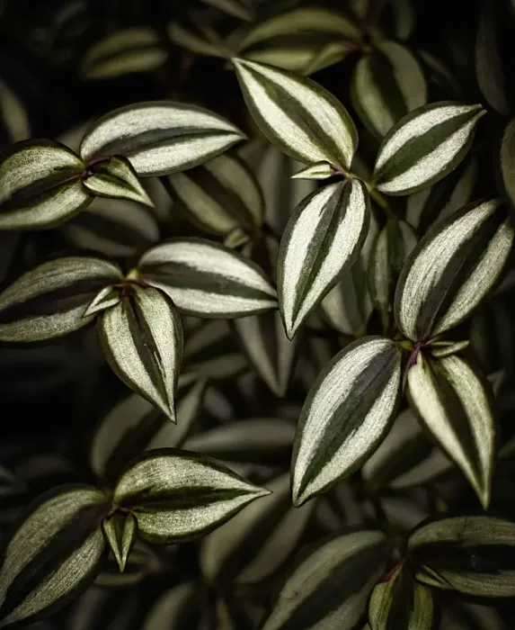 Framed Print : Closeup of Tradescantia zebrina Framed Print : Closeup of Tradescantia zebrina