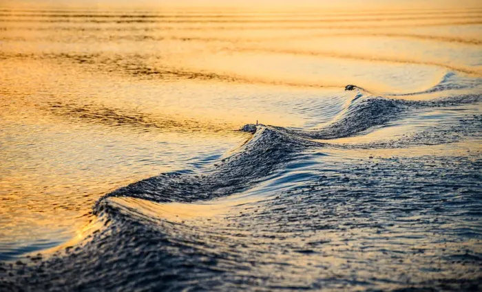 Framed Print : A closeup of a wave and wake in the refelcted suns Framed Print : A closeup of a wave and wake in the refelcted suns