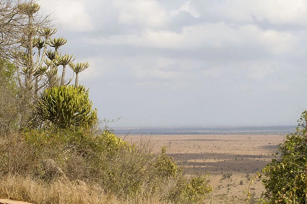 Cloud, Kruger National Park, Landscape, Lebombo Knobthorn-Marula Bushveld, Mpumalanga Province