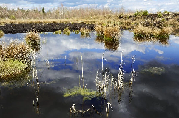 Cloud reflections at a blackwater peat bog in a flooded peat cutting area, Stammbeckenmoor near Raubling, Alpine Uplands, Bavaria, Germany, Europe