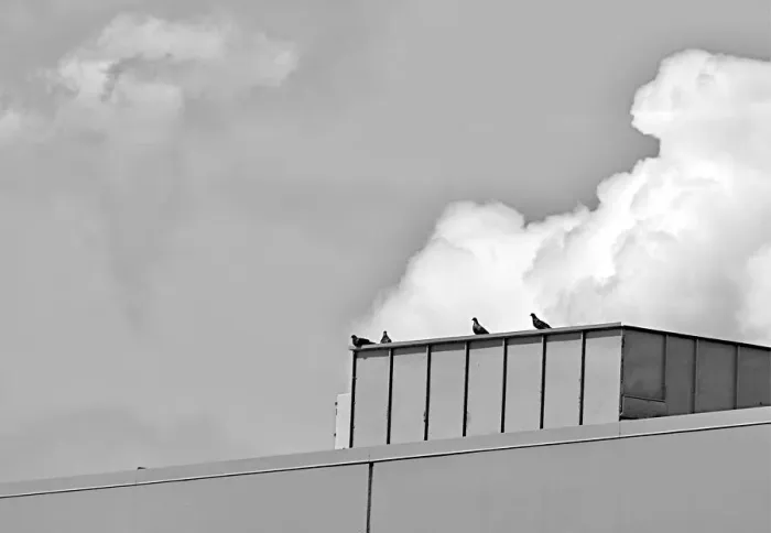 Framed Print : Cloud Roost Framed Print : Cloud Roost