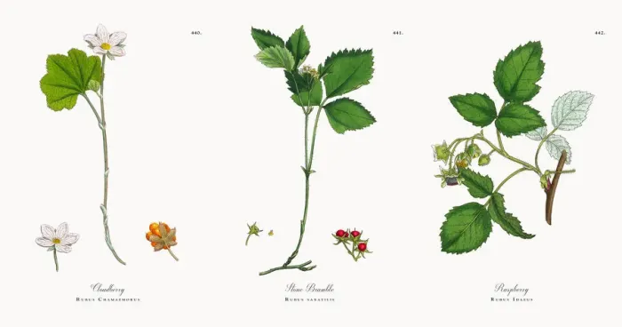 Framed Print : Cloudberry, Rubus Chamaemorus, Victorian Botanical Illustration, 1863 Framed Print : Cloudberry, Rubus Chamaemorus, Victorian Botanical Illustration, 1863