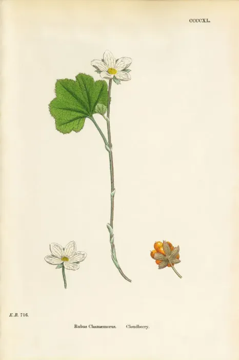 Framed Print : Cloudberry, Rubus Chamaemorus, Victorian Botanical Illustration, 1863 Framed Print : Cloudberry, Rubus Chamaemorus, Victorian Botanical Illustration, 1863