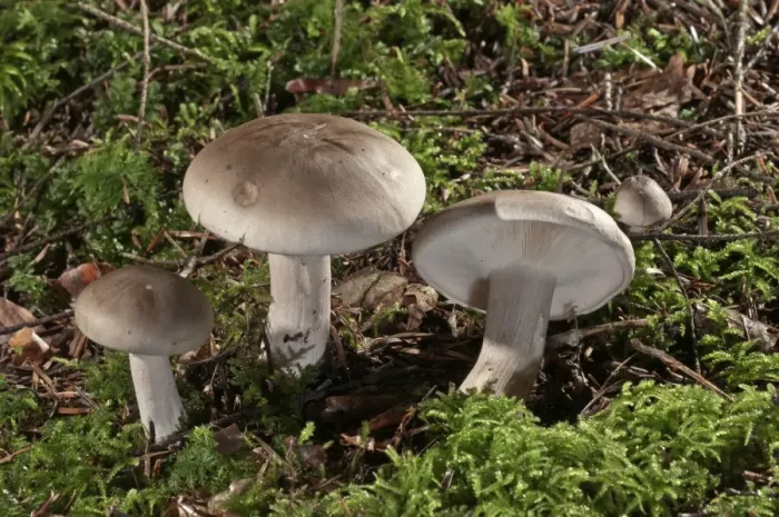 Framed Print : Clouded agaric -Lepista nebularis- Untergroeningen, Baden-Wuerttemberg, Germany, Europe