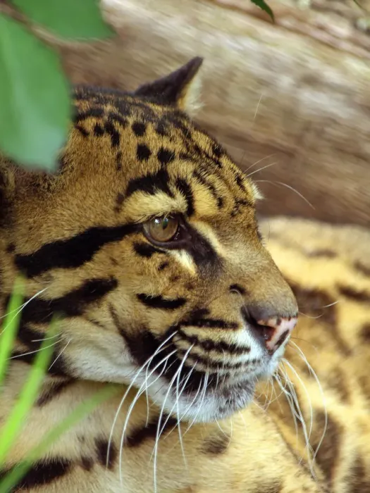 Framed Print : Clouded Leopard