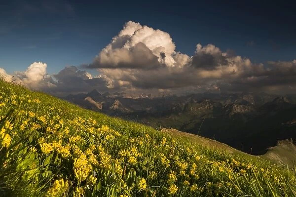 Clouds above the Allgau Alps with flower meadow, Oberstdorf, Bavaria, Germany