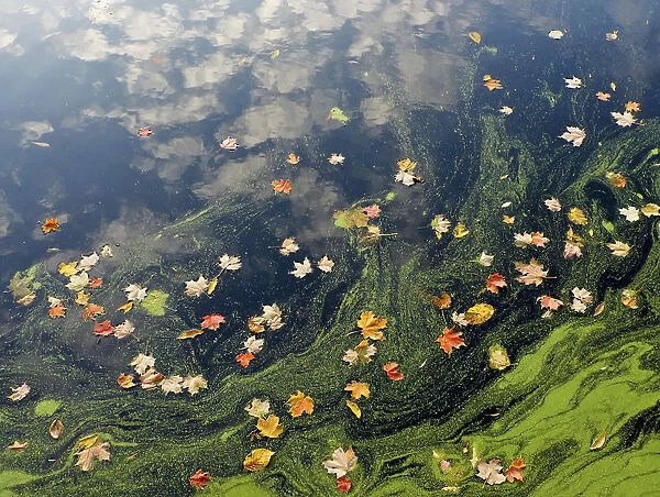 Clouds reflected in autumn pond