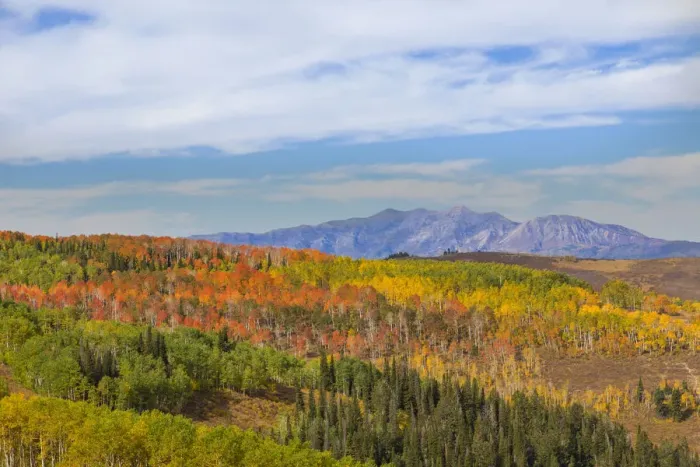 Framed Print : Cloudy sky over autumn forest in Manti-La Sal National Forest, Utah, USA