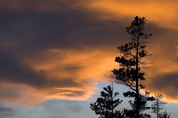 Cloudy sky at sunset with trees