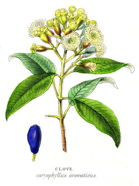 Clove spice engraving 1855