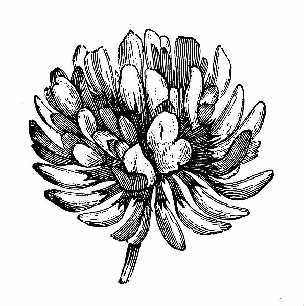 Clover flower