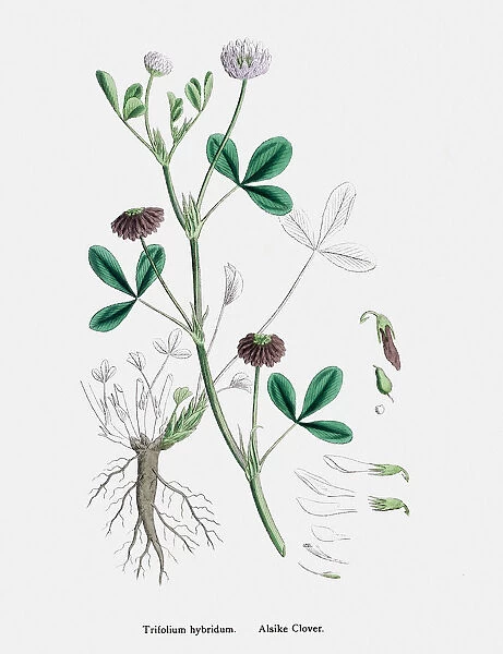 Clover plant 19th century illustration
