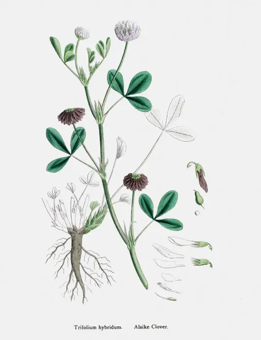 Framed Print : Clover plant 19th century illustration Framed Print : Clover plant 19th century illustration