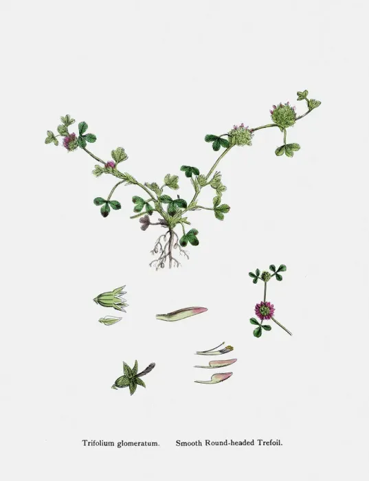 Framed Print : Clover plant 19th century illustration Framed Print : Clover plant 19th century illustration
