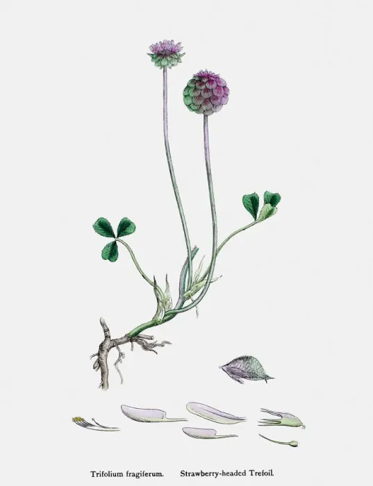 Framed Print : Clover plant 19th century illustration Framed Print : Clover plant 19th century illustration