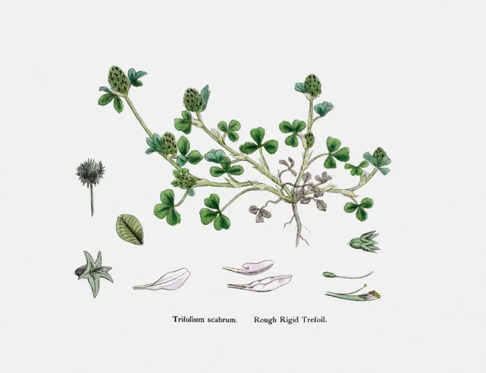 Framed Print : Clover plant 19th century illustration Framed Print : Clover plant 19th century illustration