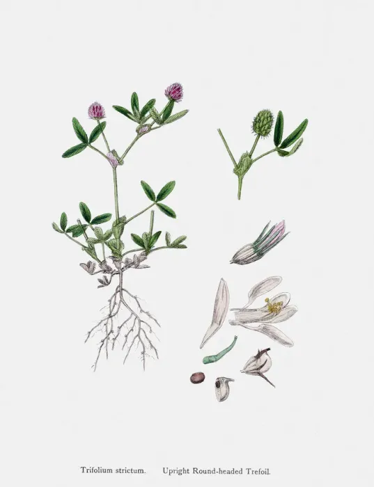 Framed Print : Clover plant 19th century illustration Framed Print : Clover plant 19th century illustration