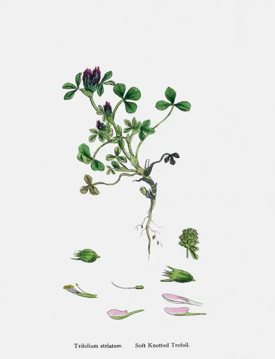 Framed Print : Clover plant 19th century illustration Framed Print : Clover plant 19th century illustration