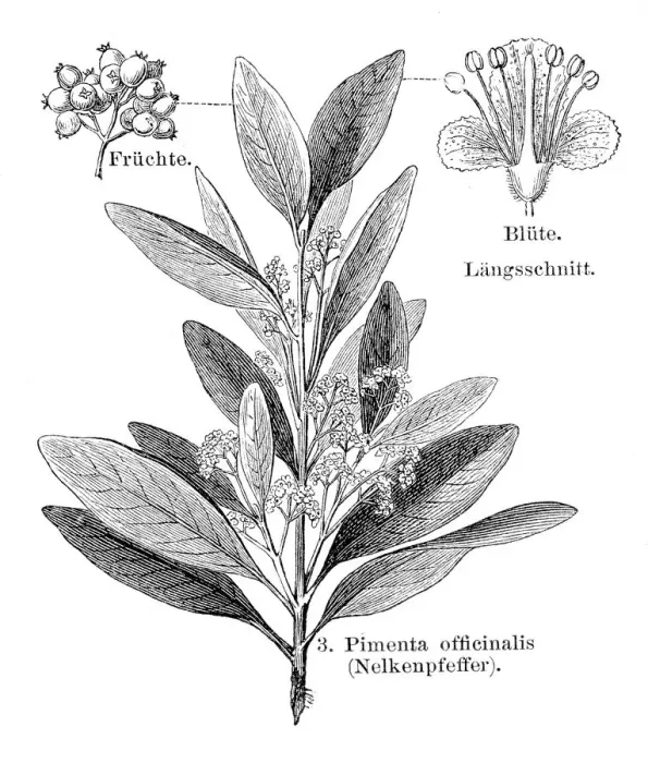 Framed Print : Cloves pepper engraving 1895 Framed Print : Cloves pepper engraving 1895