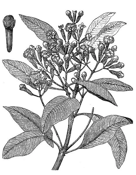 Cloves or Syzygium aromaticum or Eugenia aromaticum or Eugenia caryophyllata