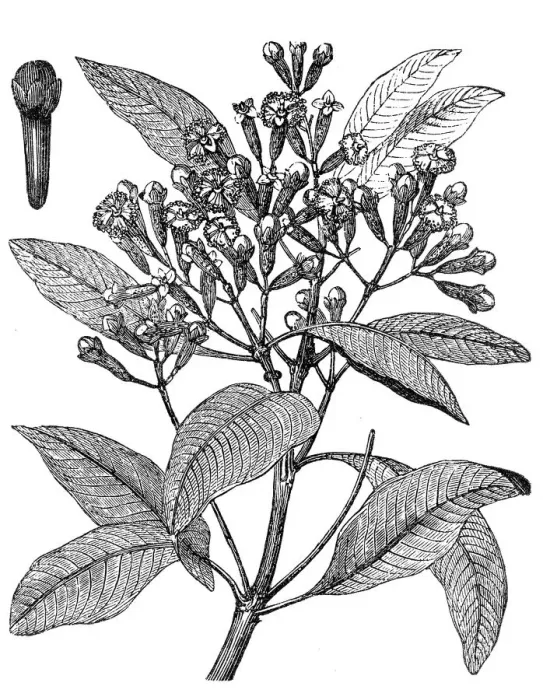 Framed Print : Cloves or Syzygium aromaticum or Eugenia aromaticum or Eugenia caryophyllata Framed Print : Cloves or Syzygium aromaticum or Eugenia aromaticum or Eugenia caryophyllata