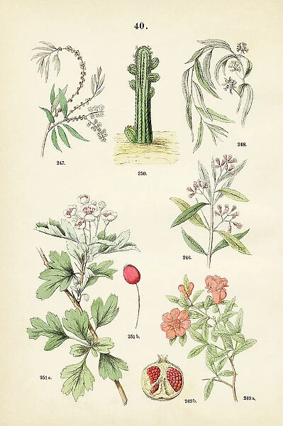 Cloves, white samet, red mahogany, pomegranate, cacti, hawthorn - Botanical illustration 1883