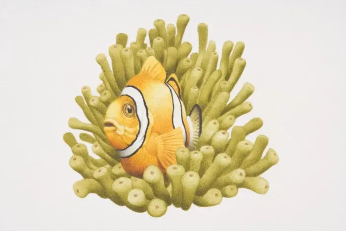 Framed Print : Clownfish among sea anemone Framed Print : Clownfish among sea anemone