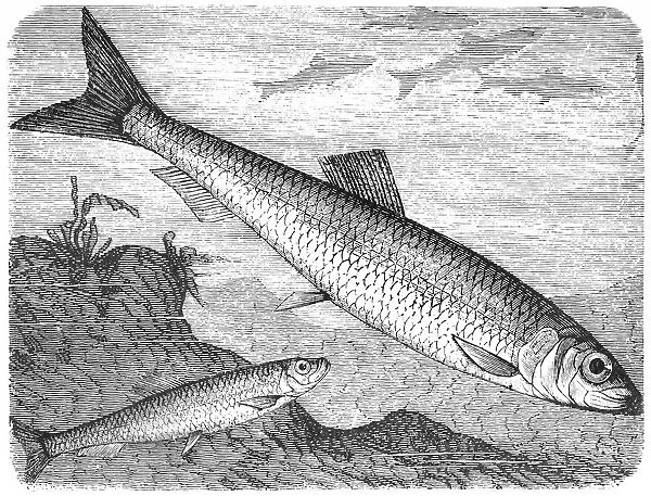 Clupea sprattus and Atlantic herring