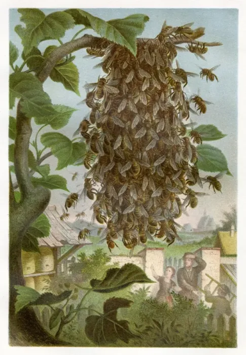 Framed Print : Cluster of bees Chromolithograph 1884 Framed Print : Cluster of bees Chromolithograph 1884