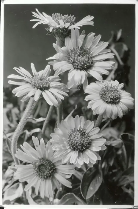 Framed Print : Cluster of Daisies Framed Print : Cluster of Daisies