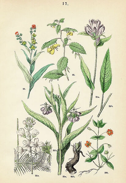 Clustered bellflower, water violet, touch-me-not, houndstongue, scarlet pimpernel - Botanical illustration 1883
