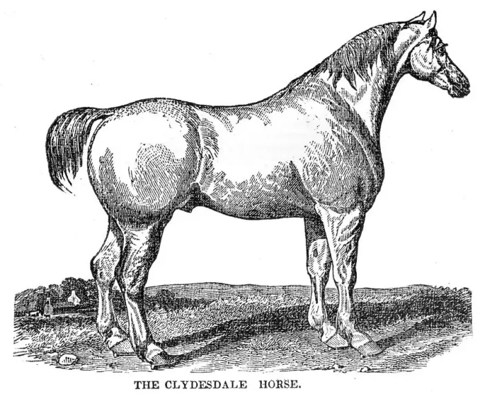 Framed Print : The Clydesdale horse 1841