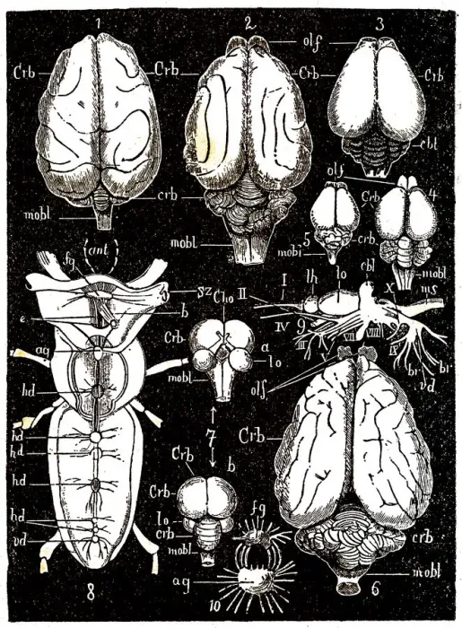 Framed Print : CNS parts. Middle and anterior-posterior section of the brain Framed Print : CNS parts. Middle and anterior-posterior section of the brain