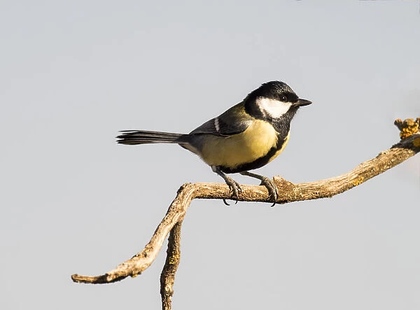 Coal Tit (Periparus ater), adult, standing on a branch of tree. Spain, Europe