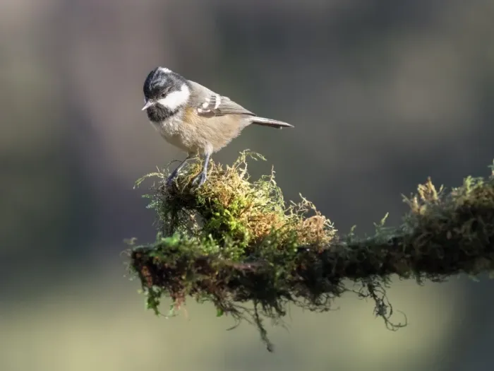 Framed Print : Coal Tit (Periparus ater), adult, standing on a branch of tree with lichens. Spain, Europe Framed Print : Coal Tit (Periparus ater), adult, standing on a branch of tree with lichens. Spain, Europe