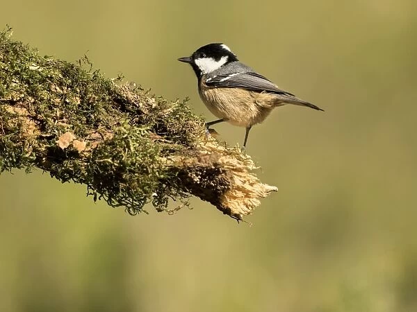 Coal Tit (Periparus ater), adult, standing on a branch of tree with lichens. Spain, Europe