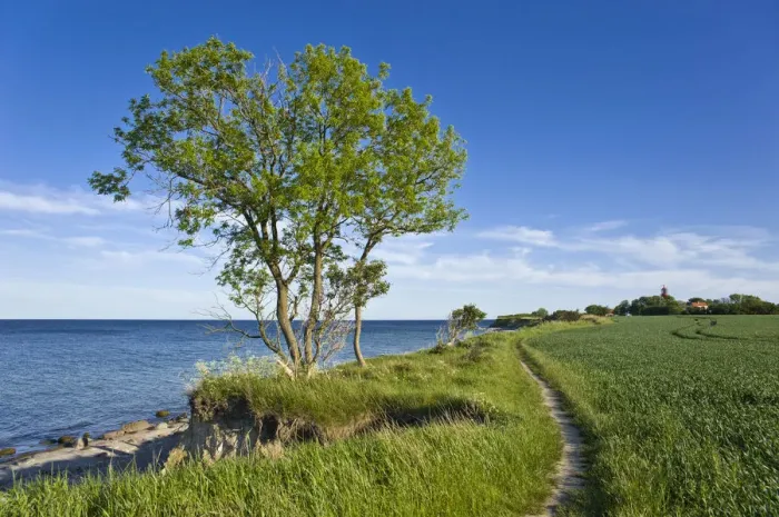 Framed Print : On the coastal cliffs of Staberhuk, Fehmarn Island, Baltic Sea, Schleswig-Holstein, Germany, Europe Framed Print : On the coastal cliffs of Staberhuk, Fehmarn Island, Baltic Sea, Schleswig-Holstein, Germany, Europe