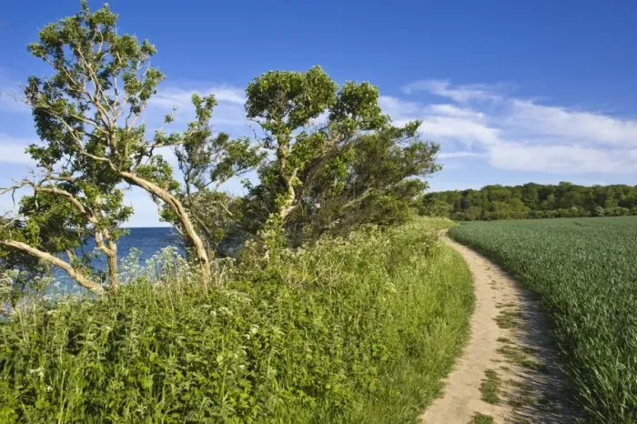 Framed Print : On the coastal cliffs of Staberhuk, Fehmarn Island, Baltic Sea, Schleswig-Holstein, Germany, Europe Framed Print : On the coastal cliffs of Staberhuk, Fehmarn Island, Baltic Sea, Schleswig-Holstein, Germany, Europe