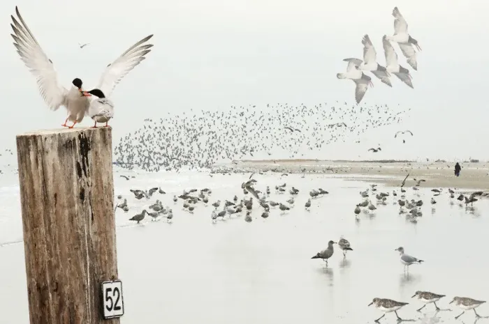 Framed Print : Coastal habitat with shorebirds Framed Print : Coastal habitat with shorebirds