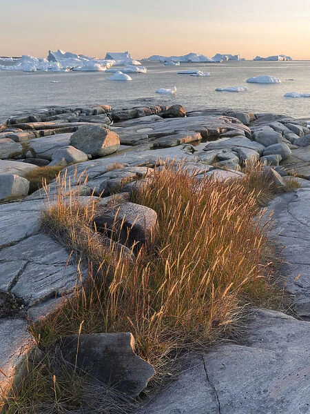 Coastal landscape with icebergs at Disko Bay, Oqaatsut (Rodebay), Greenland, Denmark