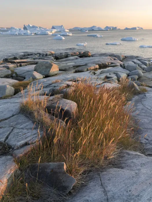 Framed Print : Coastal landscape with icebergs at Disko Bay, Oqaatsut (Rodebay), Greenland, Denmark