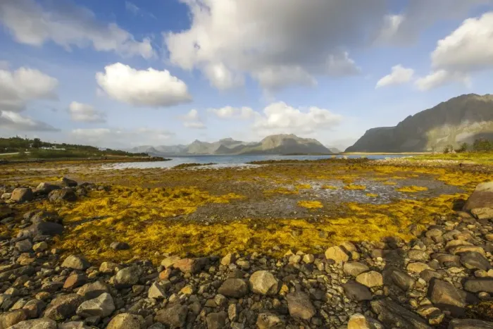 Framed Print : Coastline of Austvagoy or Austvagoya Island, Lofoten, Nordland, Norway Framed Print : Coastline of Austvagoy or Austvagoya Island, Lofoten, Nordland, Norway