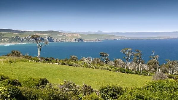 Coastline with pasture land and Kanuka trees -Kunzea ericoides-, Catlins, South Island, New Zealand
