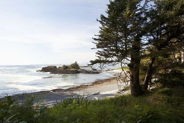 The Coastline Along The Path To South Beach In Pacific Rim National Park Near Tofino; British Columbia Canada