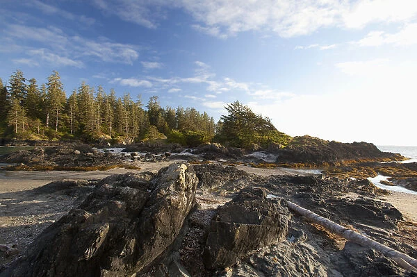 The Coastline Between Wickaninnish Beach And South Beach In Pacific Rim National Park Near Tofino