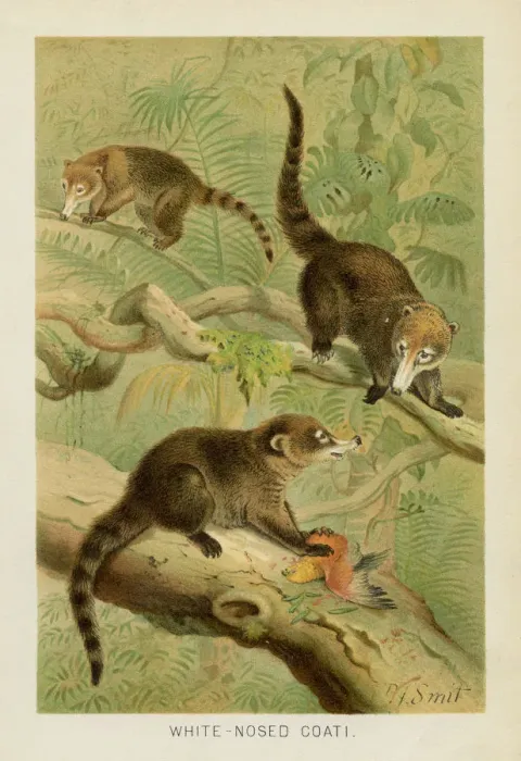 Framed Print : Coati chromolithograph 1896 Framed Print : Coati chromolithograph 1896
