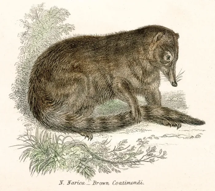 Framed Print : Coati engraving 1803 Framed Print : Coati engraving 1803